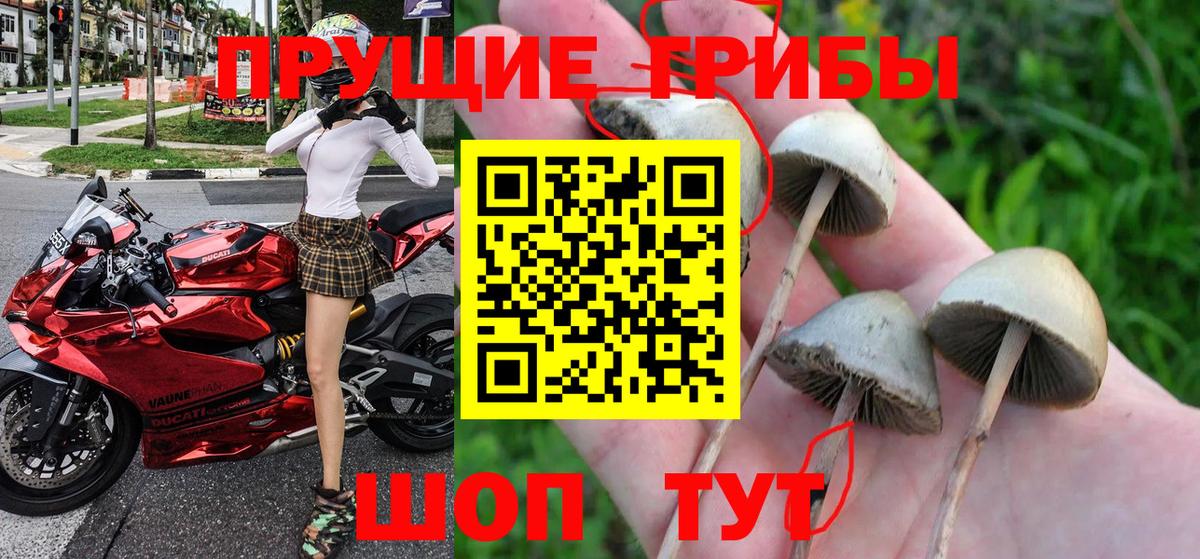 Сертолово  Галлюциногенные грибы Psilocybine cubensis  Вход с VPN 